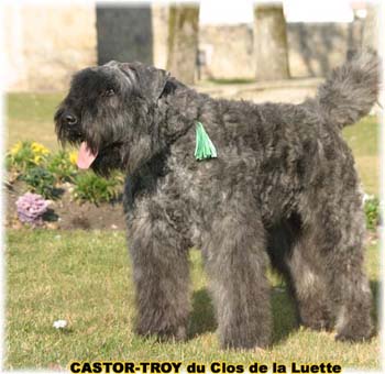 bouvier des flandres du clos de la luette - copyright déposé